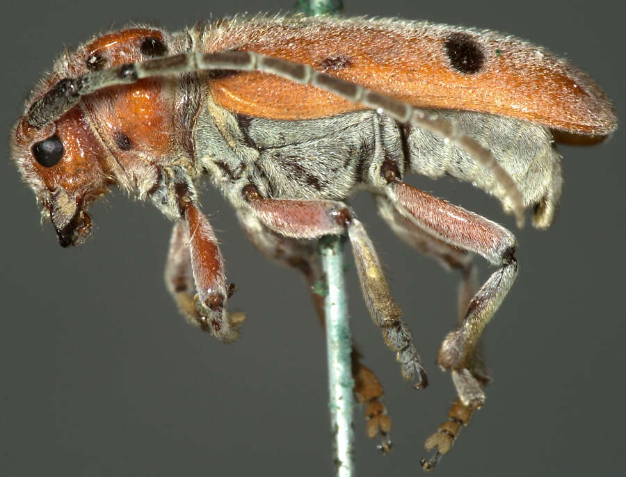 Image of Red-femured Milkweed Borer