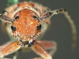 Image of Red-femured Milkweed Borer