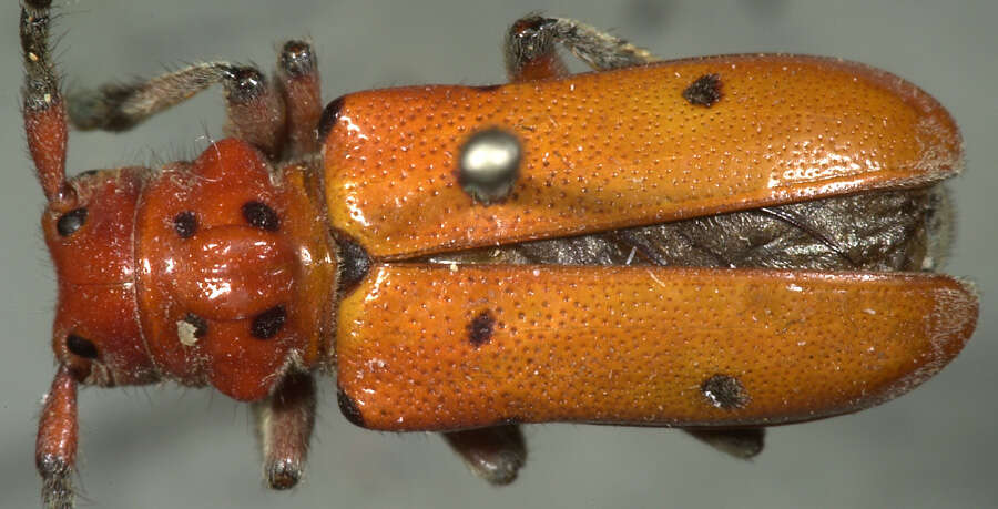 Image of Red-femured Milkweed Borer