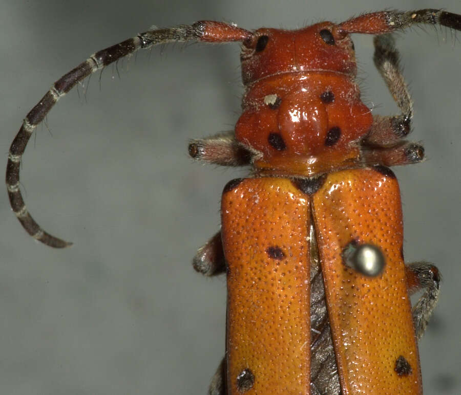 Image of Red-femured Milkweed Borer