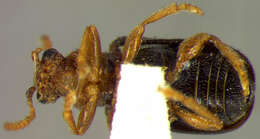 Image of Zeugophora (Zeugophora) consanguinea Crotch 1873