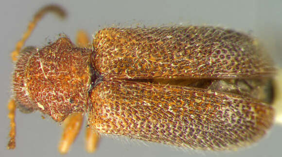 Sivun Zeugophora (Zeugophora) puberula Crotch 1873 kuva