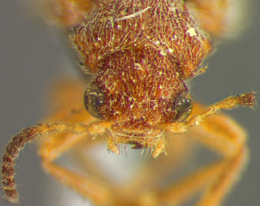 Image of Zeugophora (Zeugophora) puberula Crotch 1873