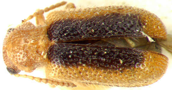 Image of Zeugophora (Zeugophora) californica Crotch 1874