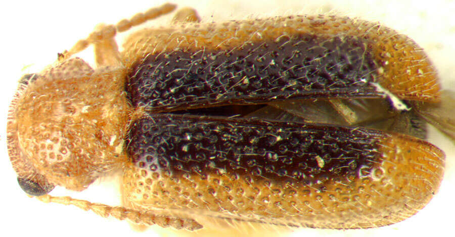 Image of Megalopodidae