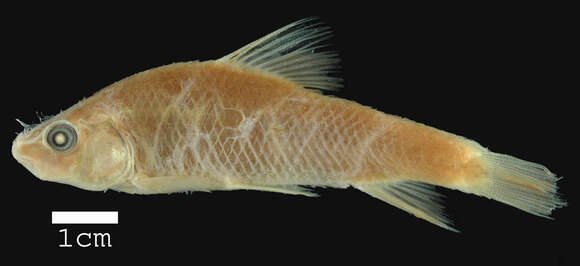 Image of <i>Moxostoma kennerlii</i>