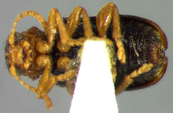 Image of Zeugophora (Zeugophora) varians Crotch 1873