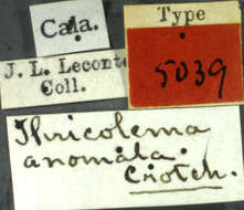 Image of Thricolema anomala Crotch 1874