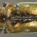 Image of Glyptoscelis illustris Crotch 1873