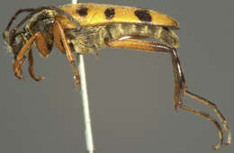 Image of Typocerus balteatus Horn 1878