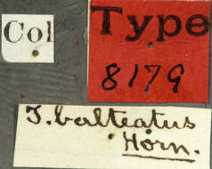 Image of Typocerus balteatus Horn 1878