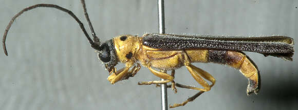 Image of Raspberry Cane Borer