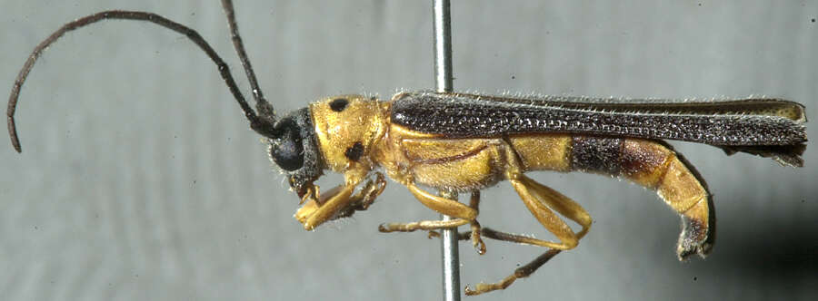 Image of Raspberry Cane Borer