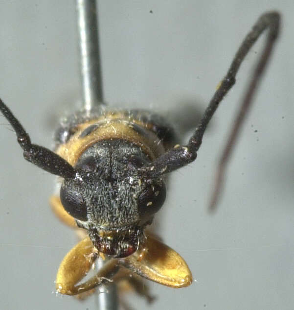 Image of Raspberry Cane Borer