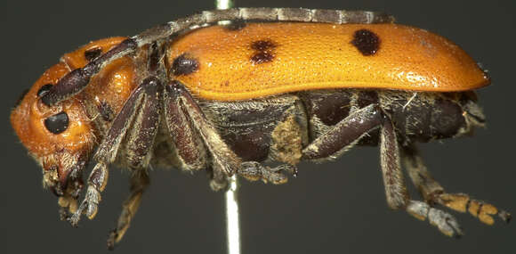 Image of Red-femured Milkweed Borer