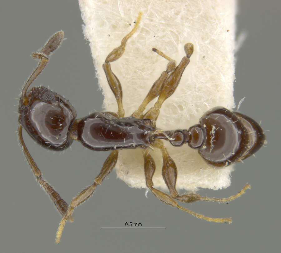 Image de <i>Temnothorax politus</i> (Smith & M. R. 1939)