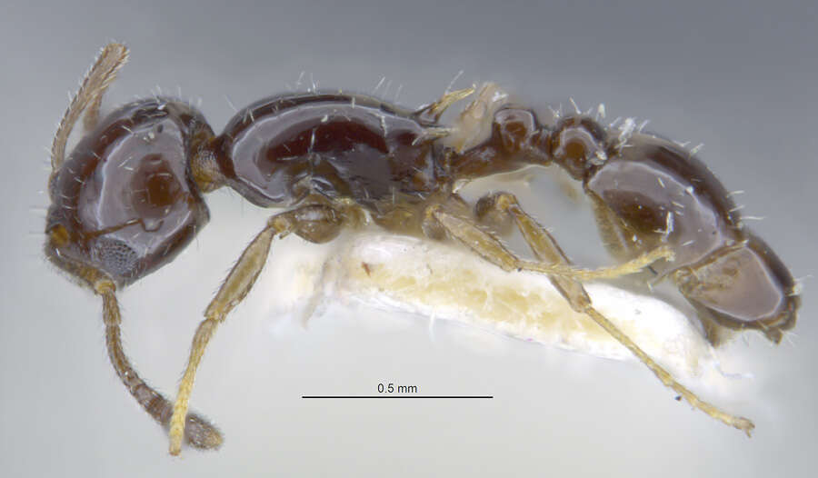 Image de <i>Temnothorax politus</i> (Smith & M. R. 1939)