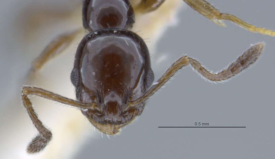 Image de <i>Temnothorax politus</i> (Smith & M. R. 1939)