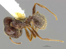 Pheidole pilifera artemisia Cole 1933的圖片