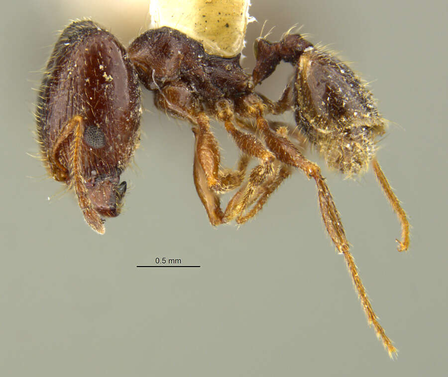 Pheidole pilifera artemisia Cole 1933的圖片