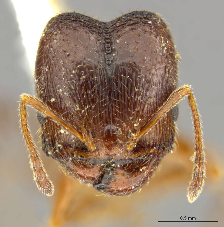 Pheidole pilifera artemisia Cole 1933的圖片