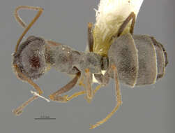 Image of Myrmecocystus hammettensis Cole 1938