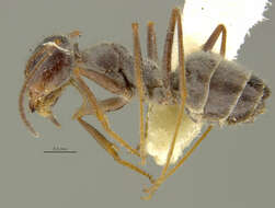 Image of Myrmecocystus hammettensis Cole 1938