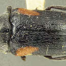 Plancia ëd <i>Coscinoptera vittigera arizonensis</i>