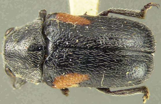 <i>Coscinoptera vittigera arizonensis</i> resmi