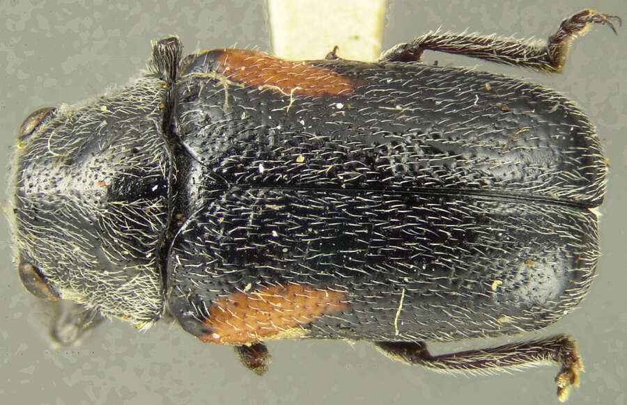 Plancia ëd <i>Coscinoptera vittigera arizonensis</i>