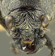 Imagem de <i>Coscinoptera vittigera arizonensis</i>