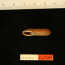 Image de <i>Helix anguina</i> Gould 1847