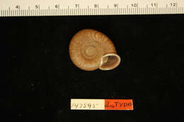 Image de <i>Helix anguina</i> Gould 1847