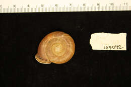 Image de <i>Helix anguina</i> Gould 1847