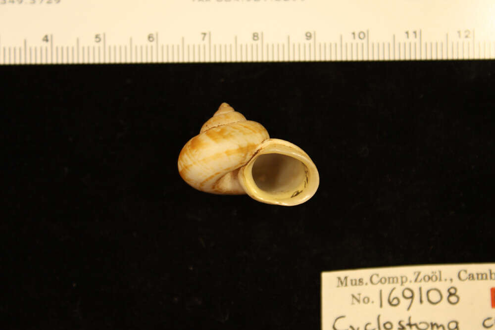 صورة <i>Cyclostoma cucullata</i> Gould