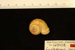 صورة <i>Cyclostoma cucullata</i> Gould