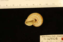 صورة <i>Cyclostoma cucullata</i> Gould