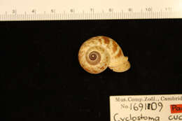 صورة <i>Cyclostoma cucullata</i> Gould