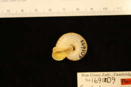 صورة <i>Cyclostoma cucullata</i> Gould