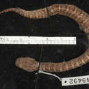 Image of Smooth-scaled Death Adder