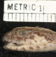 Image of Smooth-scaled Death Adder