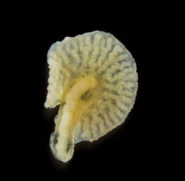 Image of deepsea mushroom