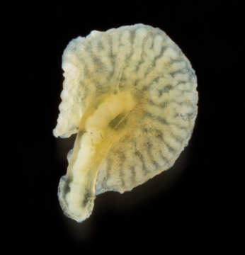 Image of deepsea mushroom