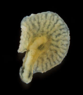 Image of deepsea mushroom