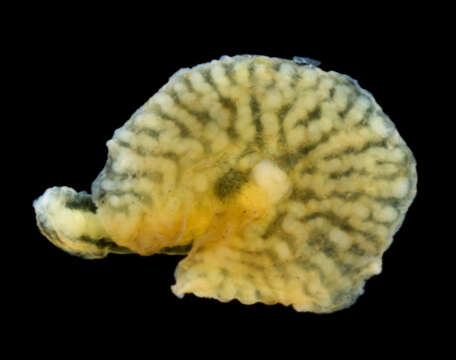 Image of deepsea mushroom