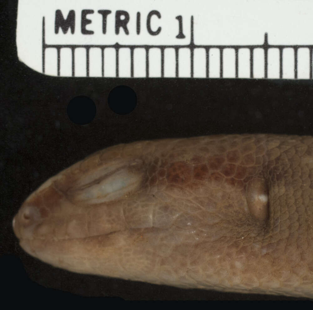 Image of Davao Waterside Skink