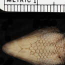 صورة Tribolonotus pseudoponceleti Greer & Parker 1968