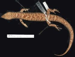 Image of Laotian Keeled Skink