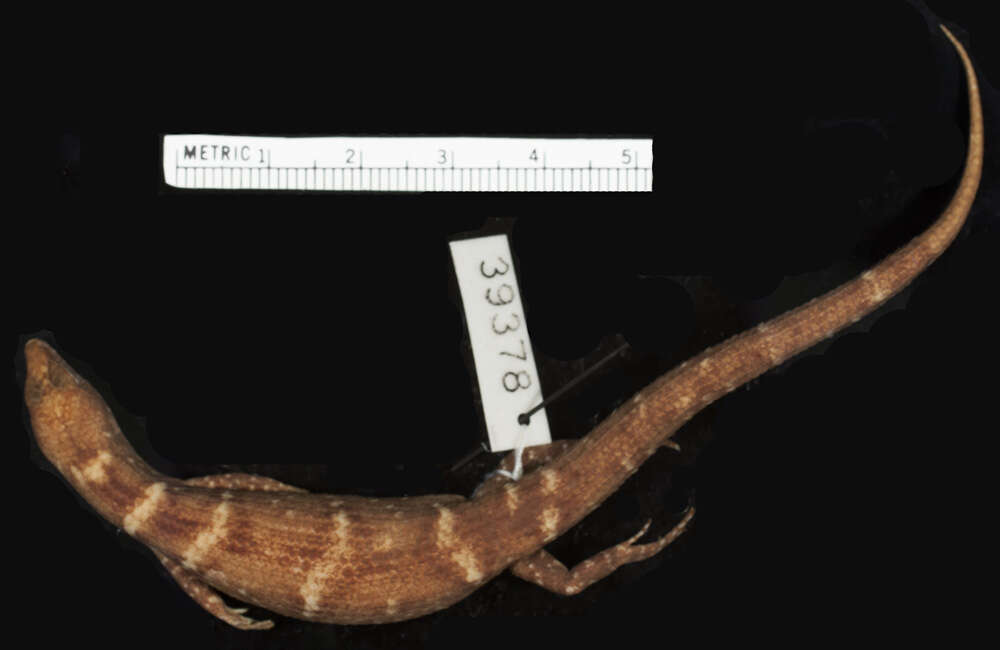 Image of Robinson's Keeled Skink