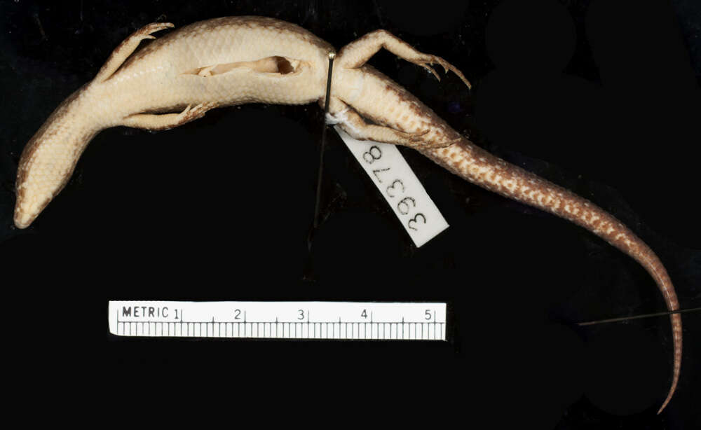 Image of Robinson's Keeled Skink